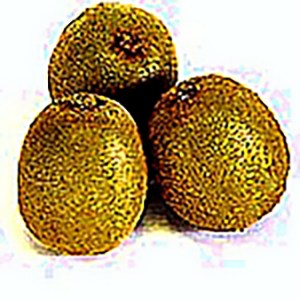 Kiwifruit Vincent Female